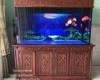 Hồ cá rồng 1m6 lắp đặt tại nhà anh Hữu Hố Nai - Biên Hoà