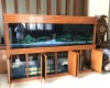 Hồ cá rồng 2m5!lắp đặt tại nhà anh Hùng Biên Hoà