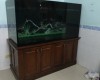Hồ cá rồng 1m55 lắp đặt tại  nhà anhVũ An Bình - Biên Hoà