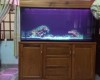 Hồ cá rồng 1m55 lắp đặt tại nhà anh Phúc Trảng Dài  - Biên Hoà .