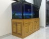 Hồ cá rồng 1m76 lắp đặt tại nhà anh Cường Q7 - Tphcm  .